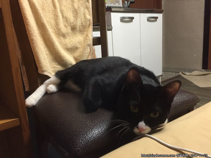 고양이 찾아요(서울시립대 근처) 2번째 사진