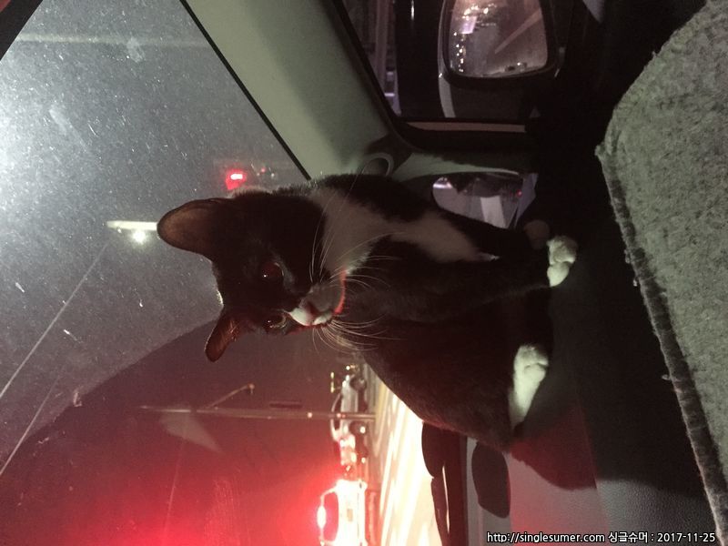 고양이 찾아요(서울시립대 근처) 4번째 사진