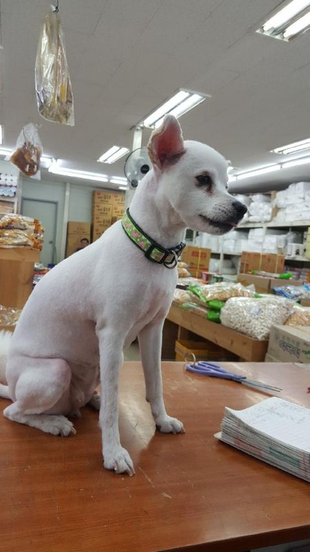 유기견보호센터 강아지보호소 고양이보호소 - 펫찾기 5번째 사진