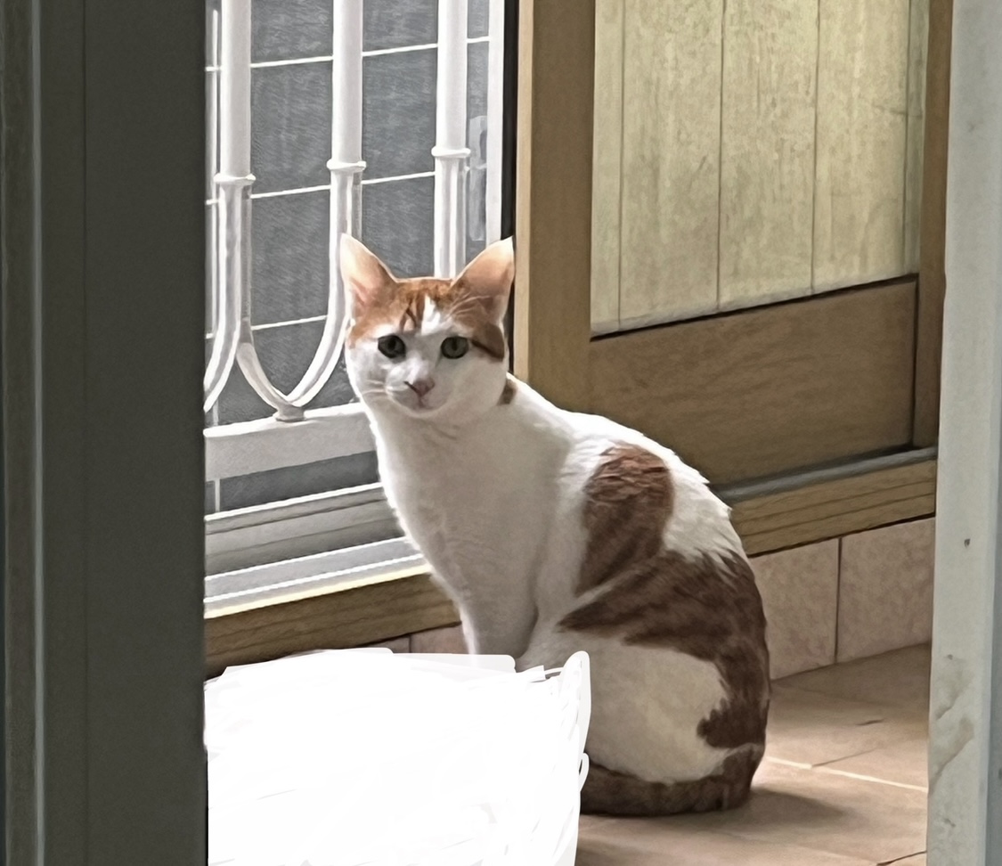 유기견보호센터 강아지보호소 고양이보호소 - 펫찾기 31번째 사진