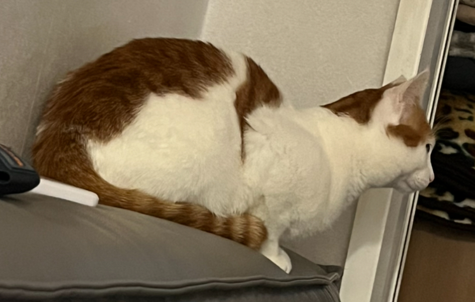 유기견보호센터 강아지보호소 고양이보호소 - 펫찾기 30번째 사진