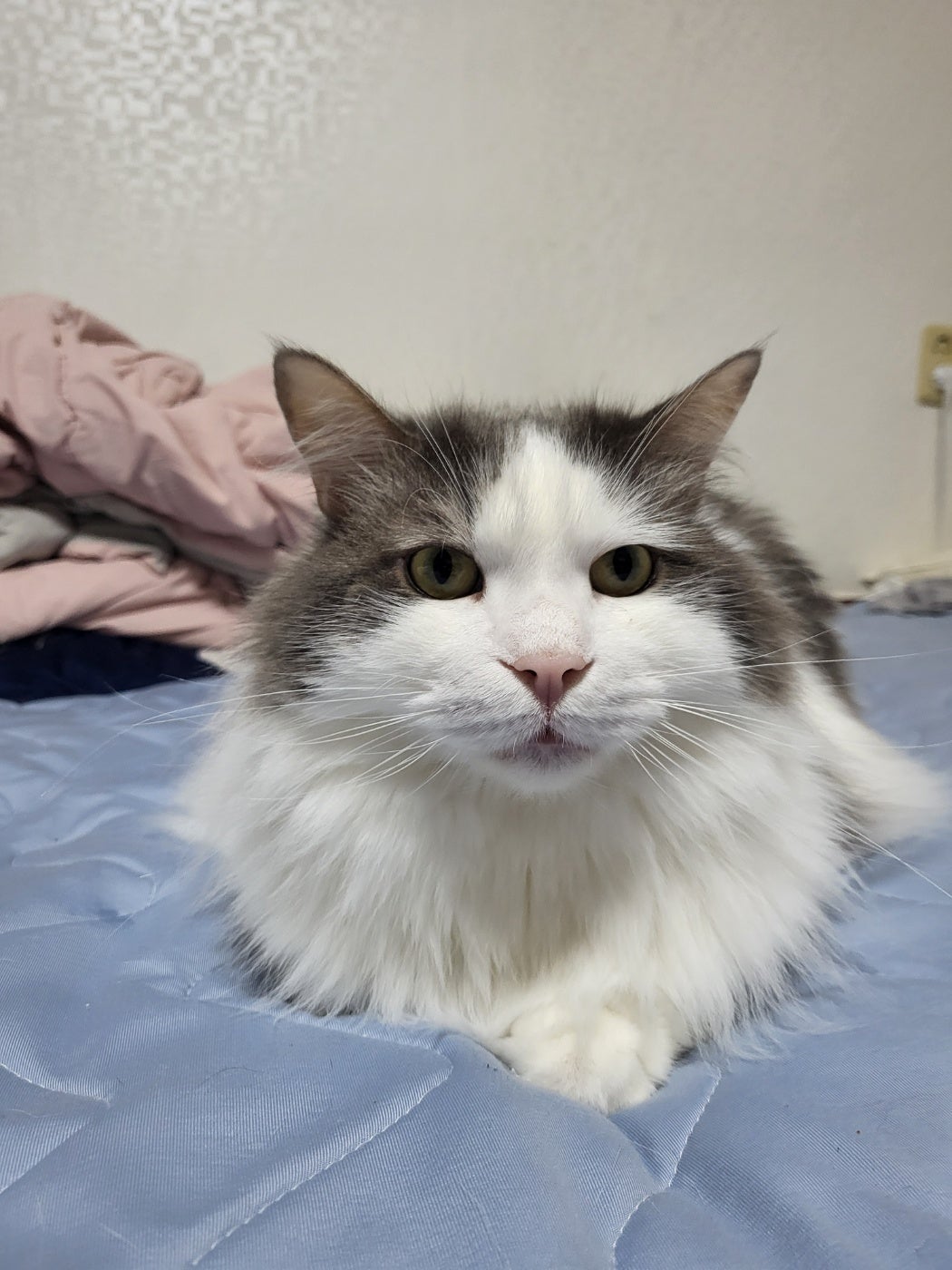 유기견보호센터 강아지보호소 고양이보호소 - 펫찾기 32번째 사진