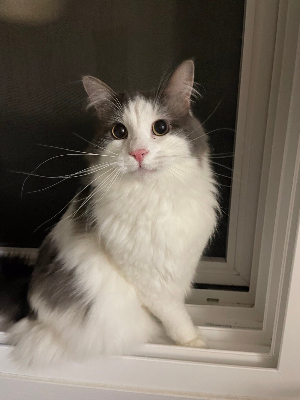 유기견보호센터 강아지보호소 고양이보호소 - 펫찾기 35번째 사진