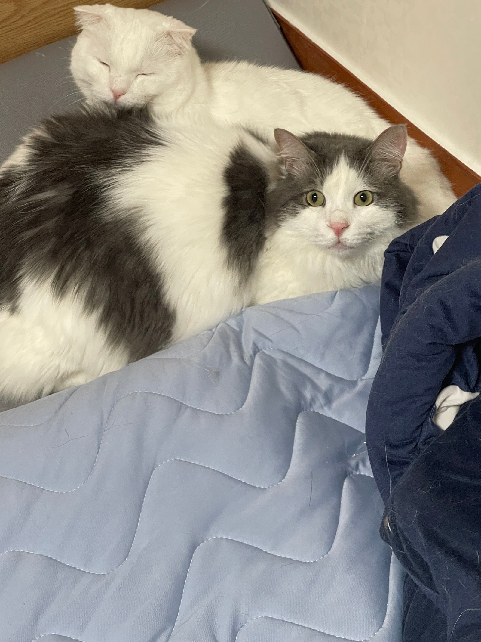 유기견보호센터 강아지보호소 고양이보호소 - 펫찾기 33번째 사진