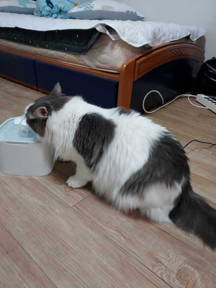 유기견보호센터 강아지보호소 고양이보호소 - 펫찾기 34번째 사진