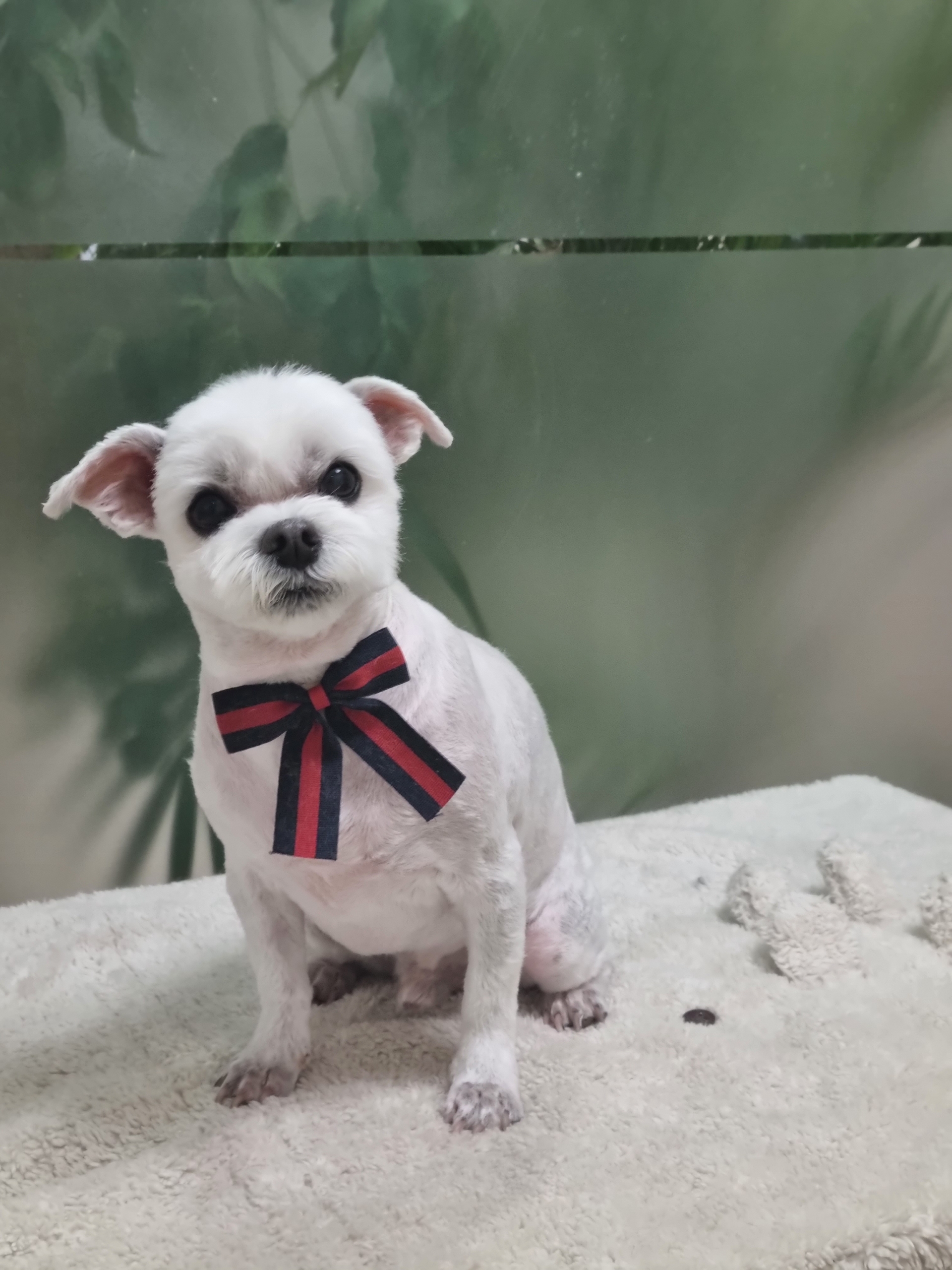 유기견보호센터 강아지보호소 고양이보호소 - 펫찾기 9번째 사진