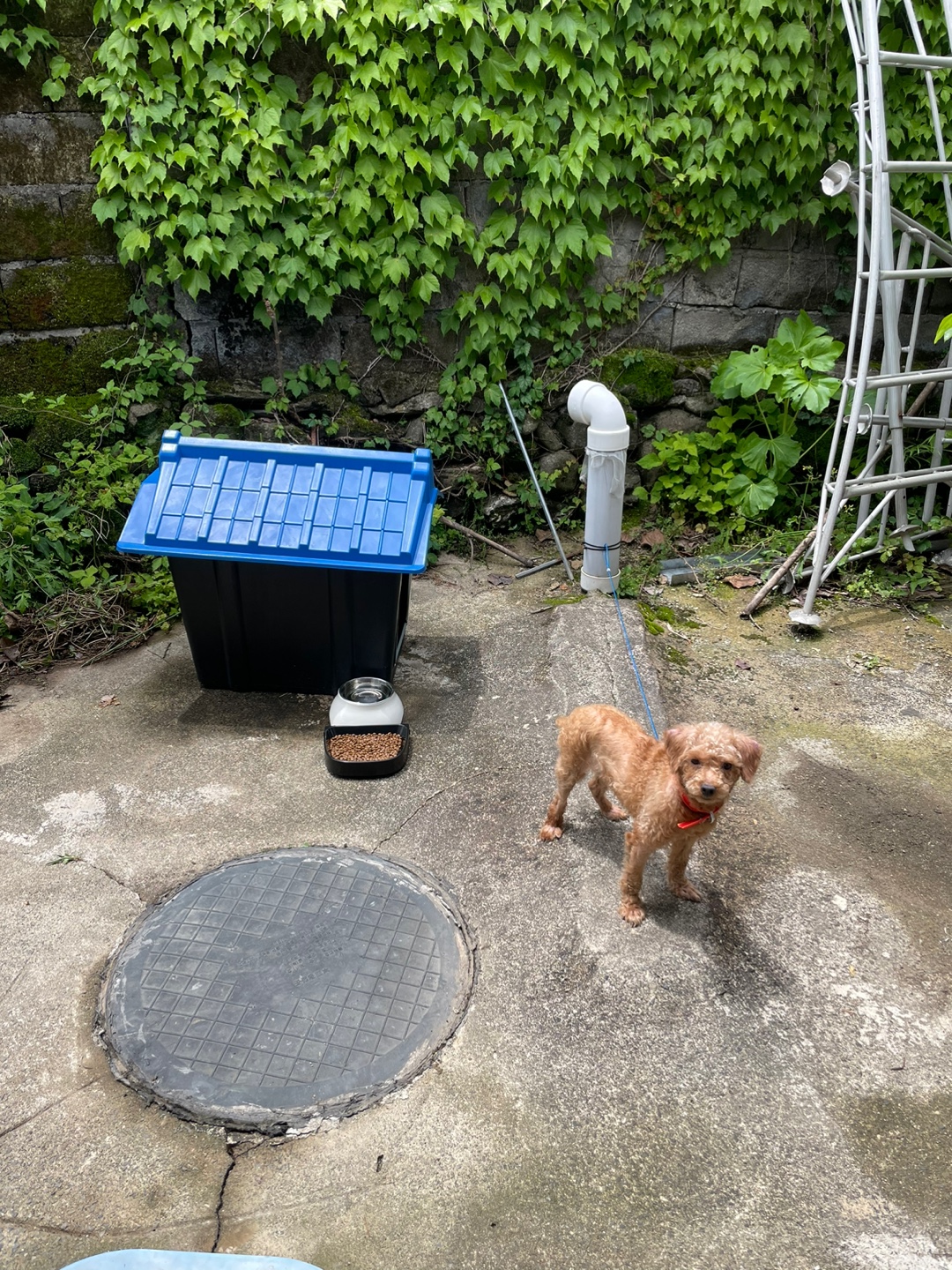 유기견보호센터 강아지보호소 고양이보호소 - 펫찾기 20번째 사진