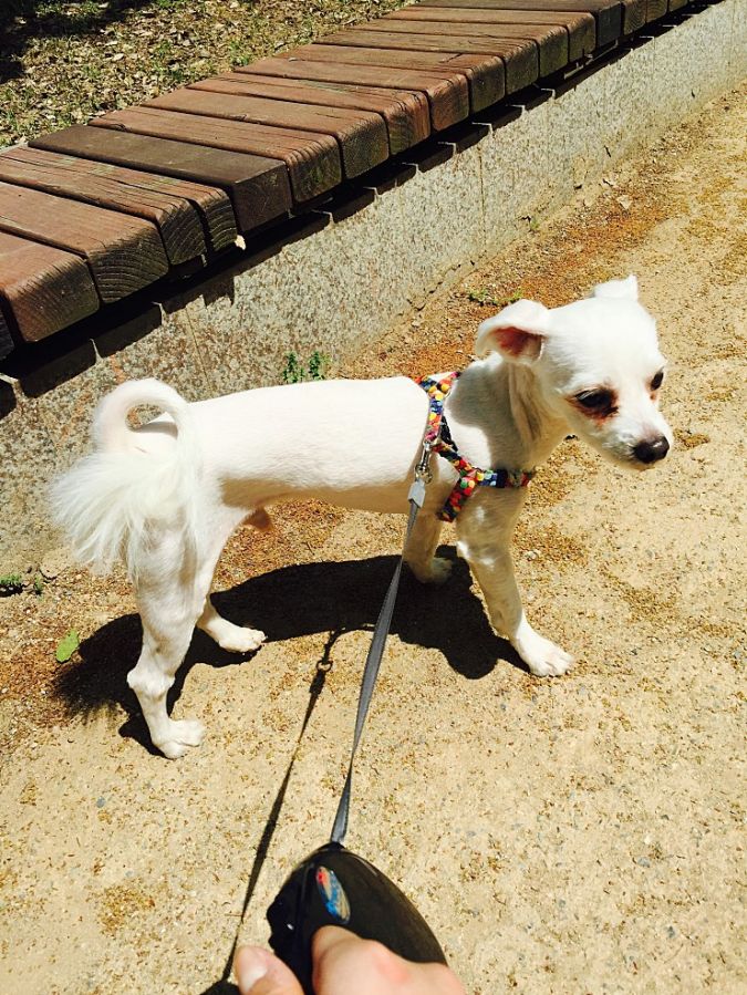 유기견보호센터 강아지보호소 고양이보호소 - 펫찾기 9번째 사진