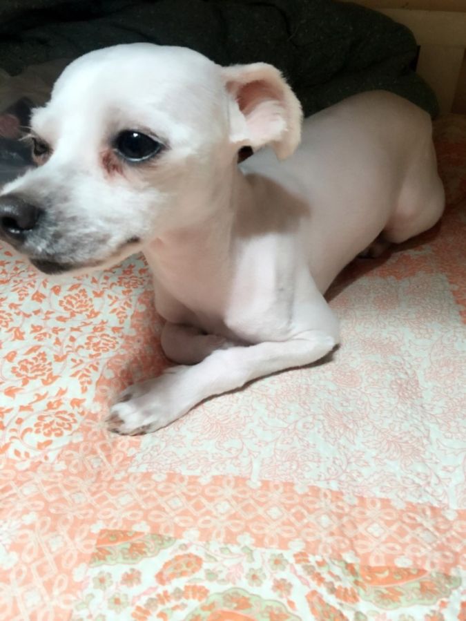 유기견보호센터 강아지보호소 고양이보호소 - 펫찾기 8번째 사진