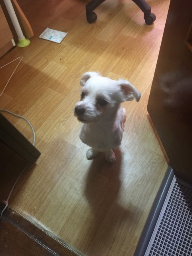 유기견보호센터 강아지보호소 고양이보호소 - 펫찾기 7번째 사진