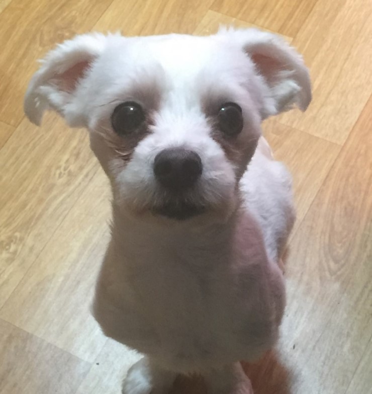 유기견보호센터 강아지보호소 고양이보호소 - 펫찾기 6번째 사진