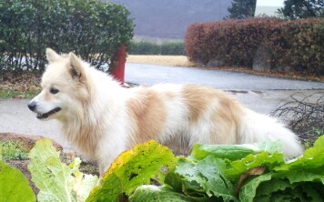 유기견보호센터 강아지보호소 고양이보호소 - 펫찾기 3번째 사진