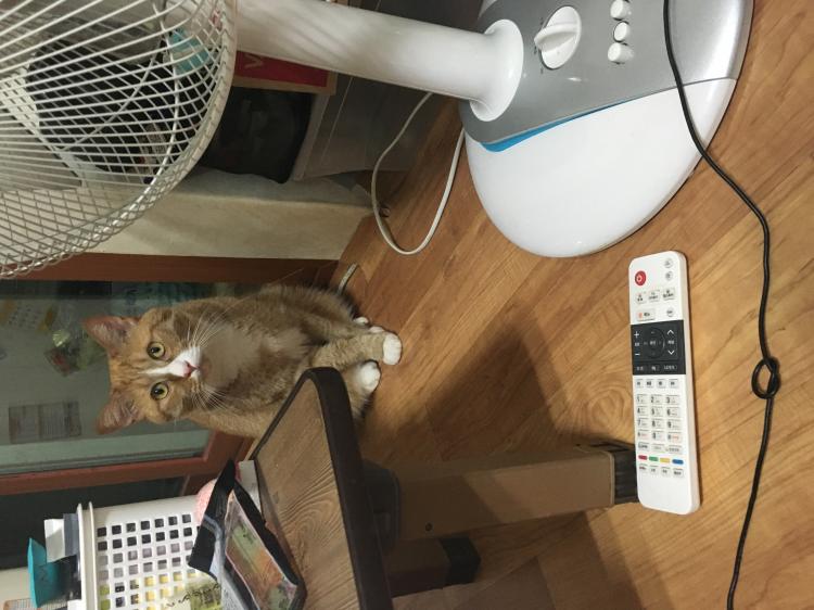 유기견보호센터 강아지보호소 고양이보호소 - 펫찾기 20번째 사진