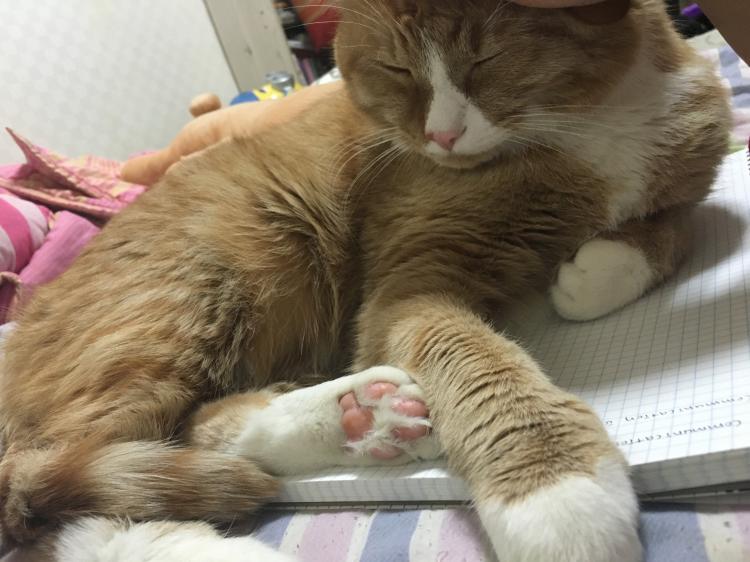 유기견보호센터 강아지보호소 고양이보호소 - 펫찾기 17번째 사진