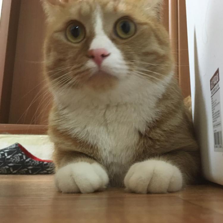 유기견보호센터 강아지보호소 고양이보호소 - 펫찾기 16번째 사진