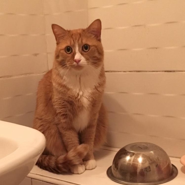 유기견보호센터 강아지보호소 고양이보호소 - 펫찾기 15번째 사진