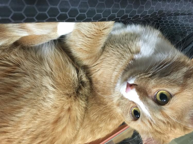 유기견보호센터 강아지보호소 고양이보호소 - 펫찾기 18번째 사진