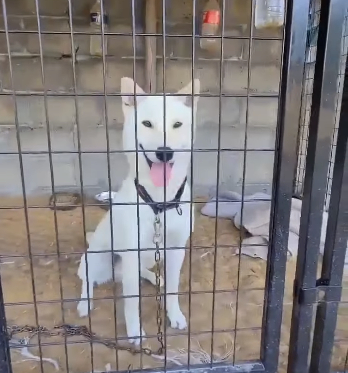 진도개를 찾아요 이름은 레오입니다 사례금100만원 6번째 사진