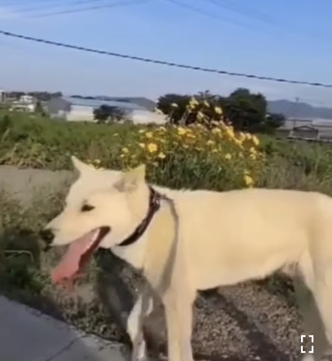 진도개를 찾아요 이름은 레오입니다 사례금100만원 7번째 사진