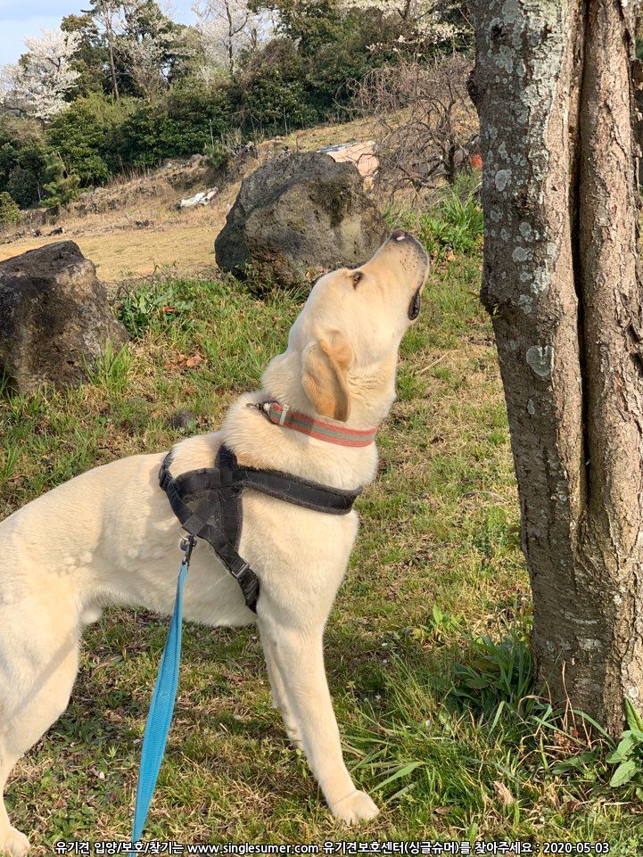 유기견보호센터 강아지보호소 고양이보호소 - 펫찾기 44번째 사진