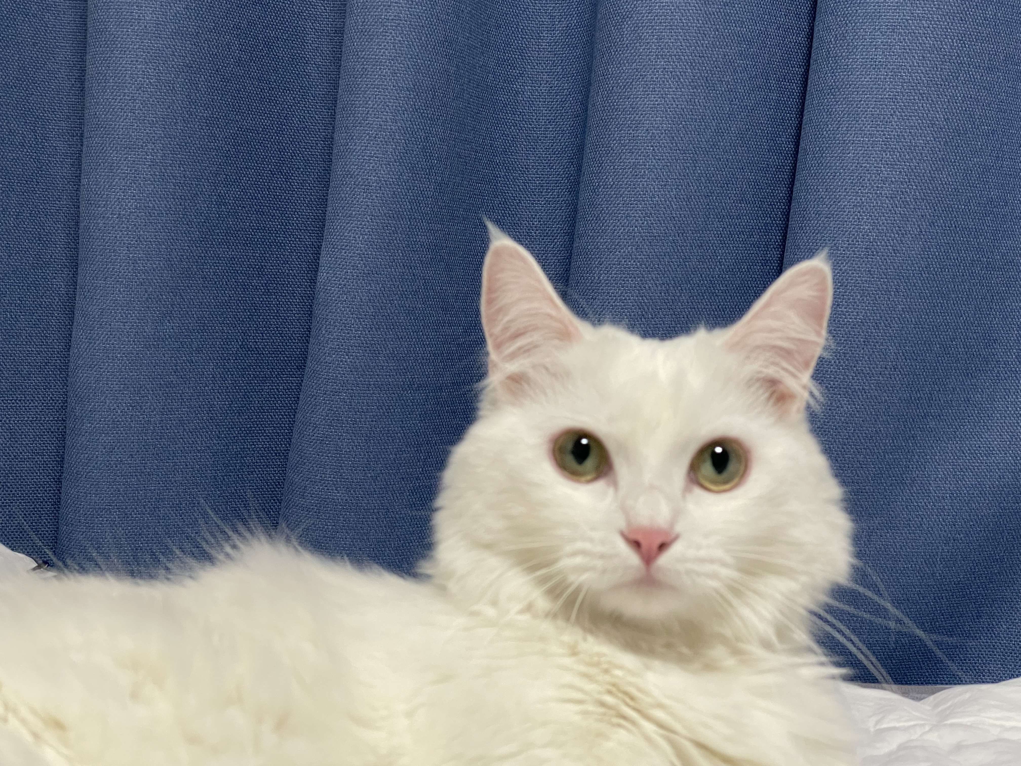 흰색 먼치킨 고양이찾아요 5번째 사진