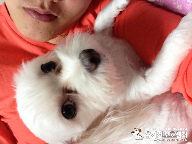 흰색 말티즈 잃어버렸습니다. 당산동 당산역부근