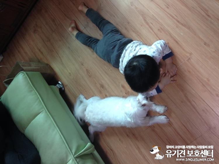 흰색 말티즈 잃어버렸습니다. 당산동 당산역부근 2번째 사진