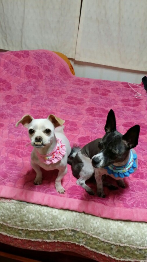 유기견보호센터 강아지보호소 고양이보호소 - 펫찾기 11번째 사진