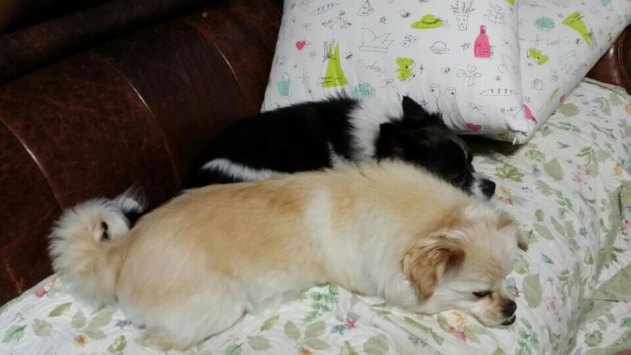 유기견보호센터 강아지보호소 고양이보호소 - 펫찾기 16번째 사진