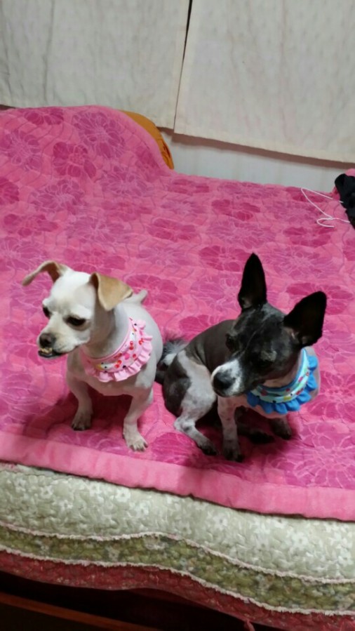 유기견보호센터 강아지보호소 고양이보호소 - 펫찾기 12번째 사진