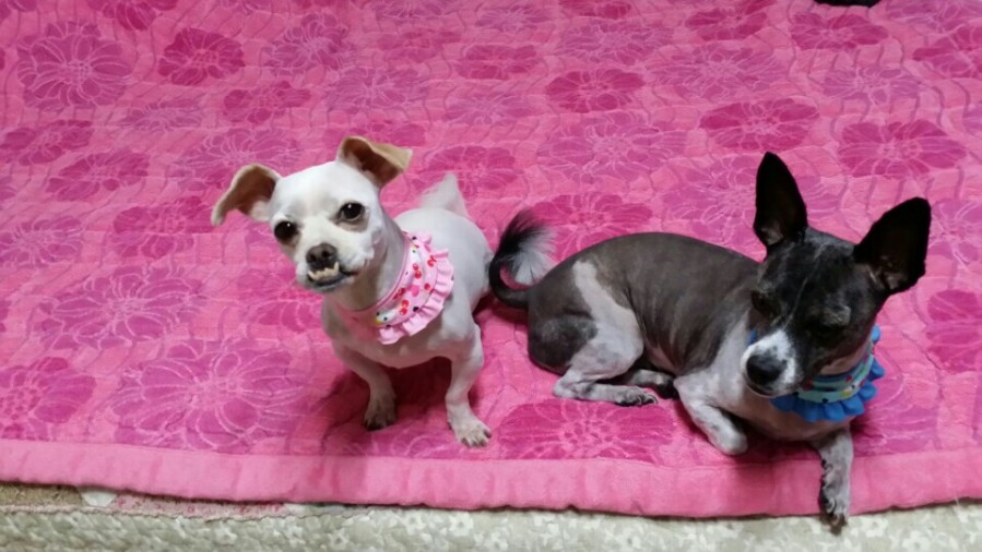 유기견보호센터 강아지보호소 고양이보호소 - 펫찾기 13번째 사진