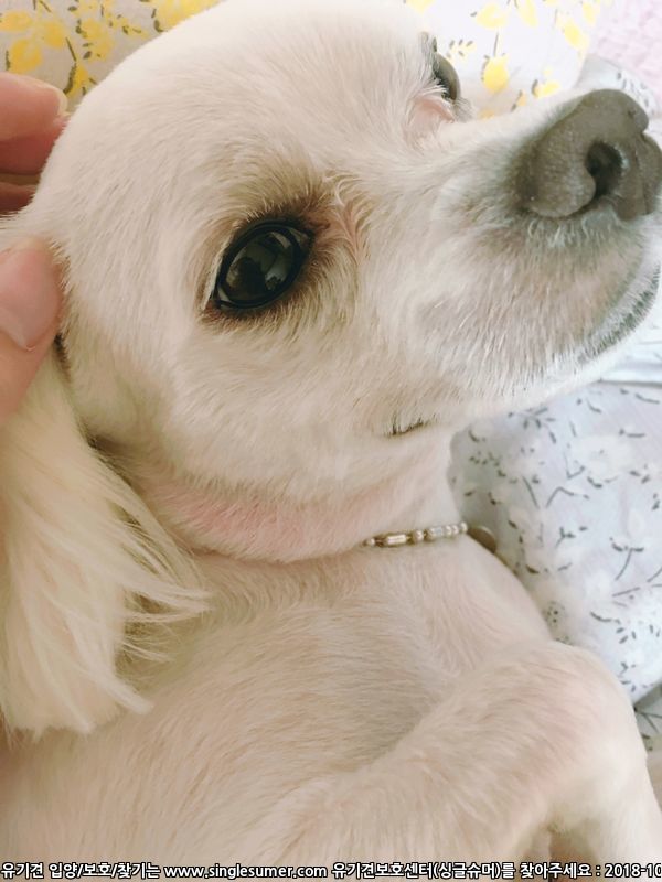 유기견보호센터 강아지보호소 고양이보호소 - 펫찾기 22번째 사진