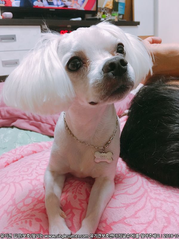 유기견보호센터 강아지보호소 고양이보호소 - 펫찾기 21번째 사진