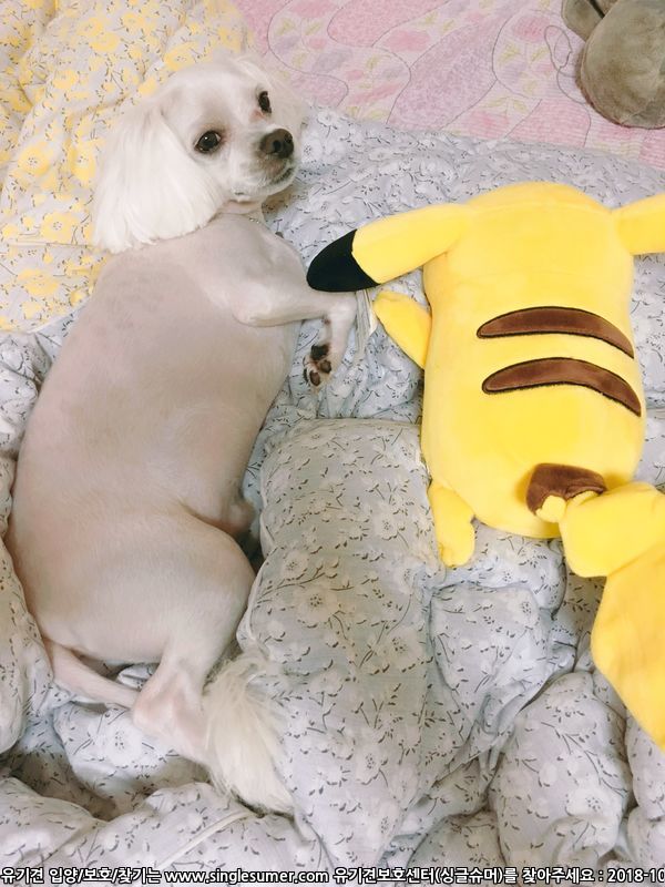 유기견보호센터 강아지보호소 고양이보호소 - 펫찾기 23번째 사진