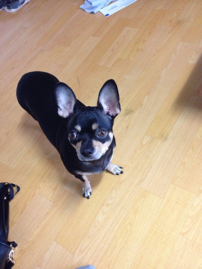 유기견보호센터 강아지보호소 고양이보호소 - 펫찾기 8번째 사진