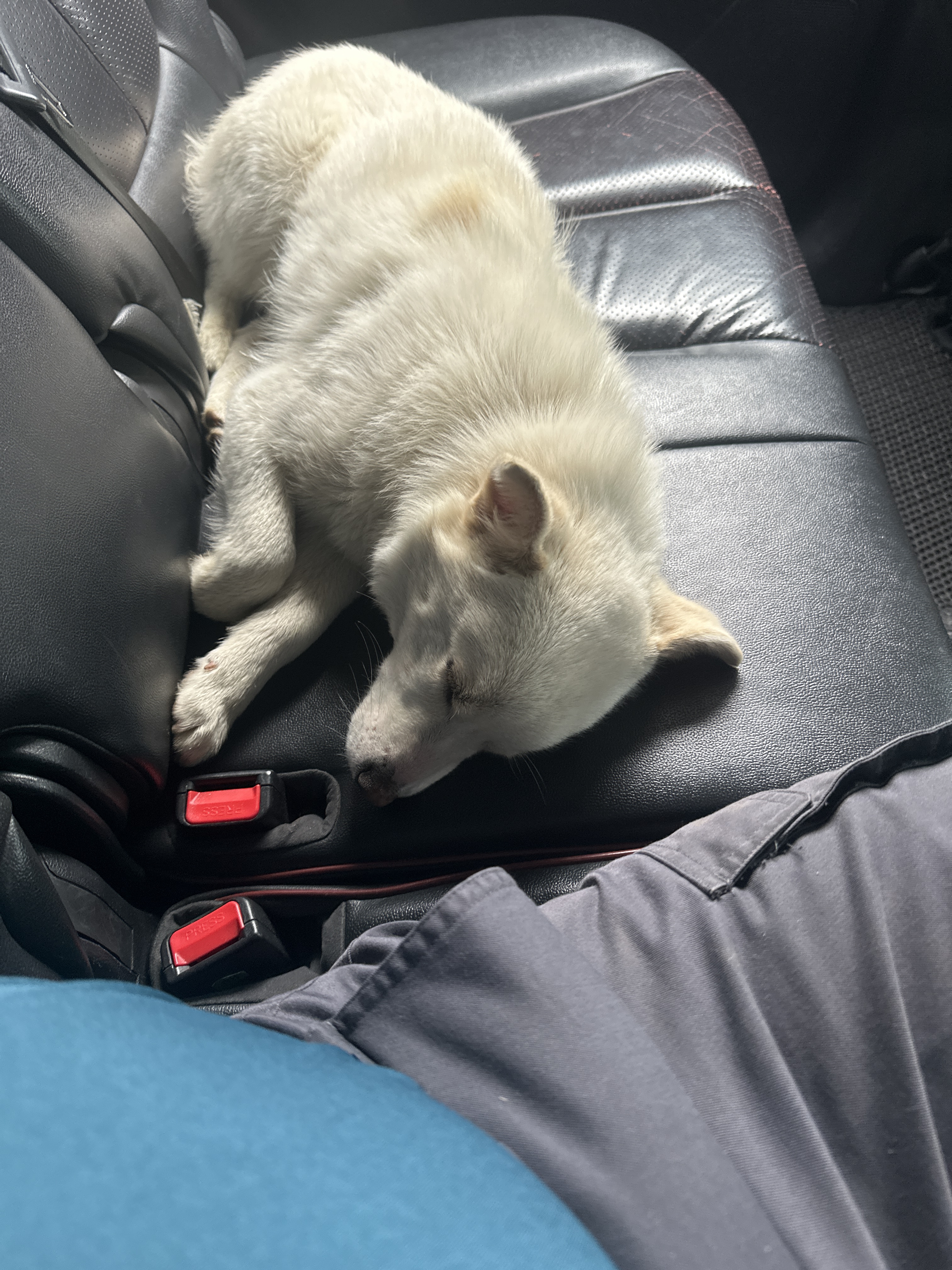 믹스견 우리 로또를   찾습니다.제발 - 강아지 찾아요 - 유기견 보호 센터 - 이미지 2