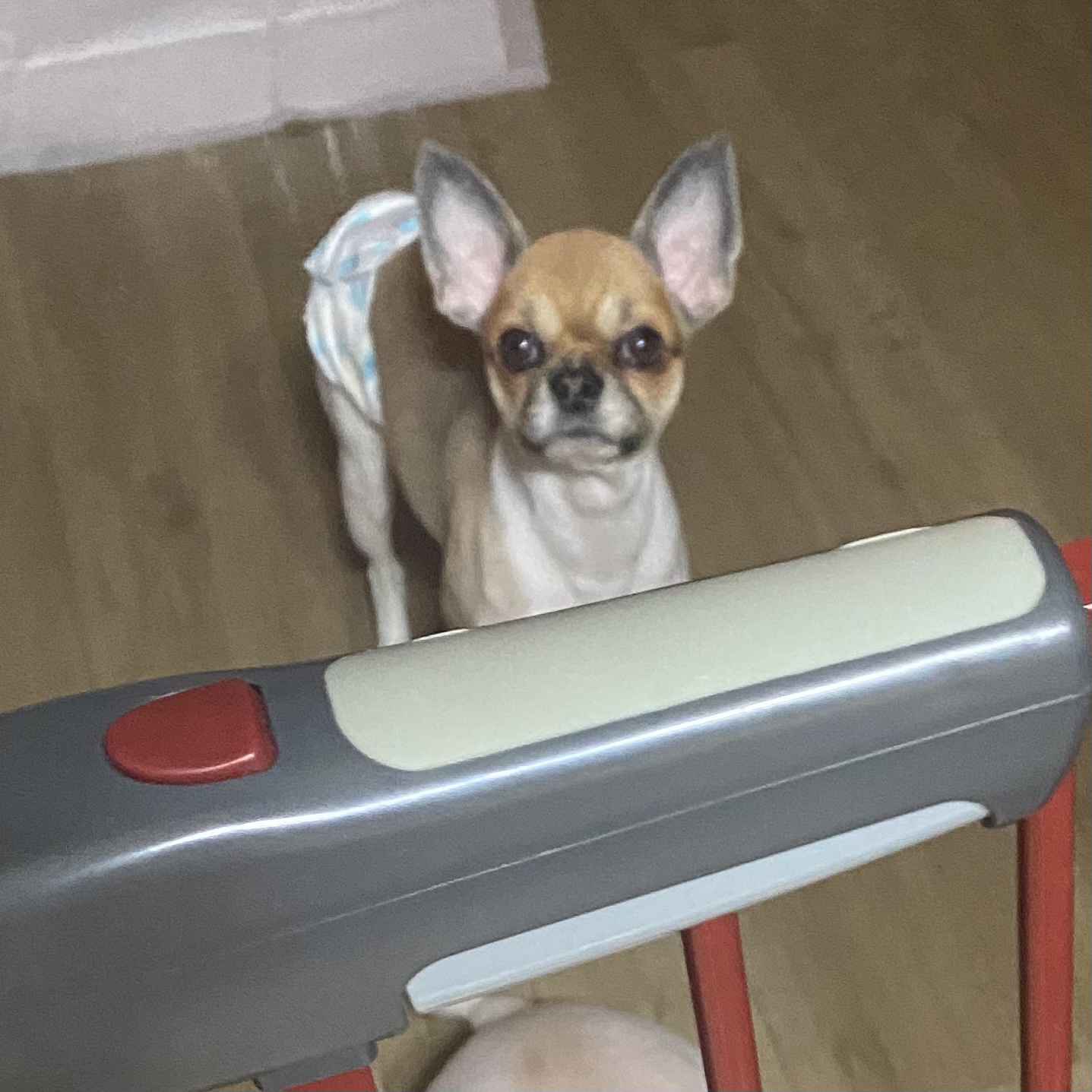 유기견보호센터 강아지보호소 고양이보호소 - 펫찾기 2번째 사진