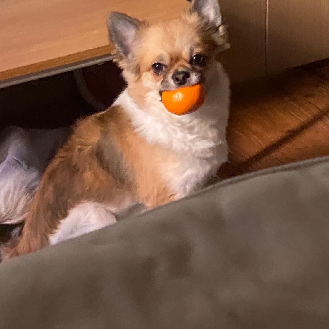 유기견보호센터 강아지보호소 고양이보호소 - 펫찾기 7번째 사진