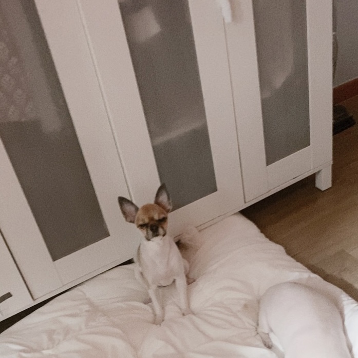 유기견보호센터 강아지보호소 고양이보호소 - 펫찾기 3번째 사진