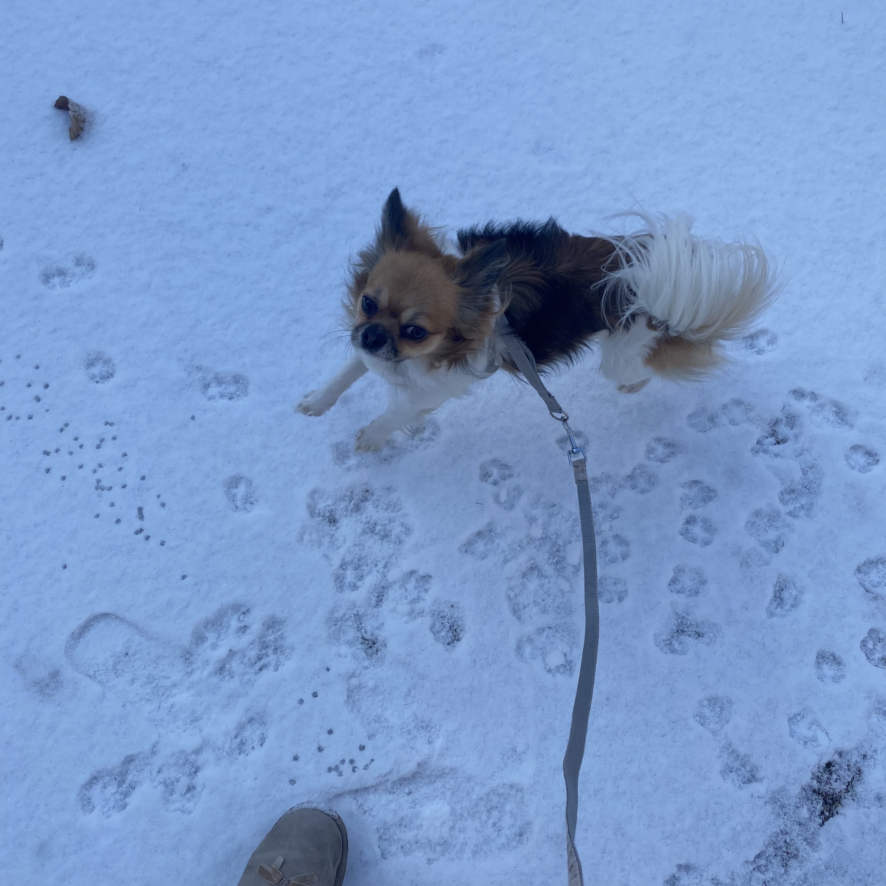 유기견보호센터 강아지보호소 고양이보호소 - 펫찾기 4번째 사진