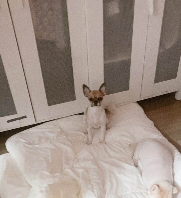 유기견보호센터 강아지보호소 고양이보호소 - 펫찾기 5번째 사진