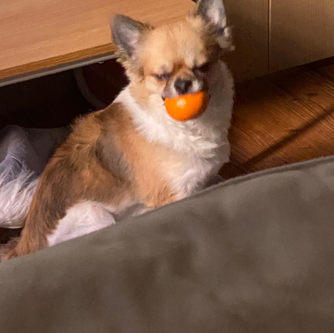 유기견보호센터 강아지보호소 고양이보호소 - 펫찾기 6번째 사진