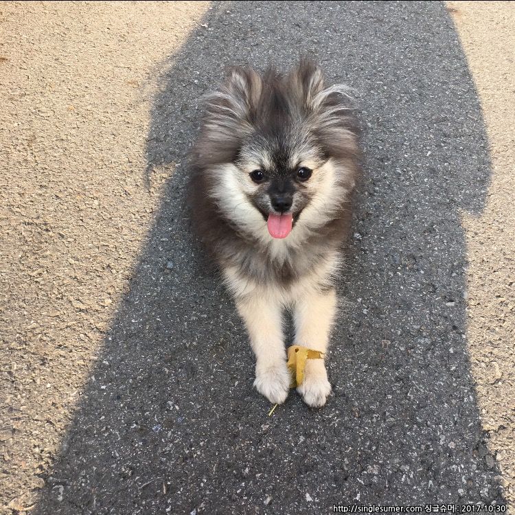 강아지를 찾습니다