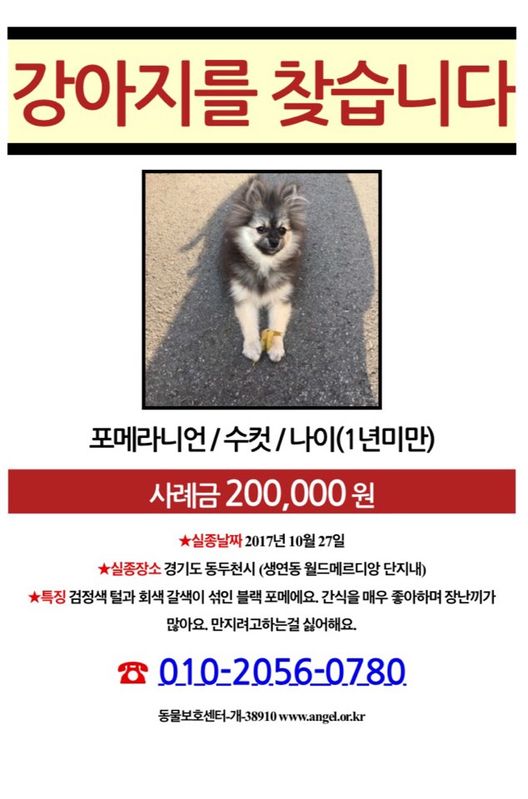 강아지를 찾습니다 2번째 사진