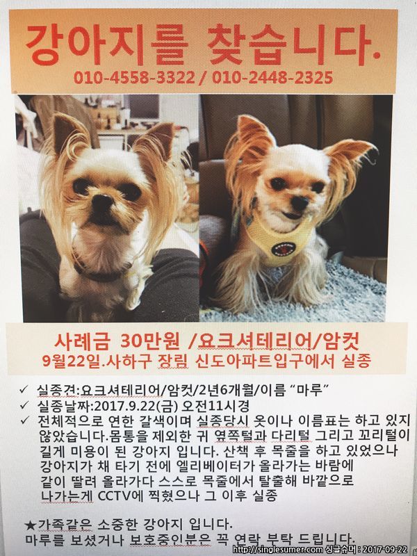 유기견보호센터 강아지보호소 고양이보호소 - 펫찾기 10번째 사진