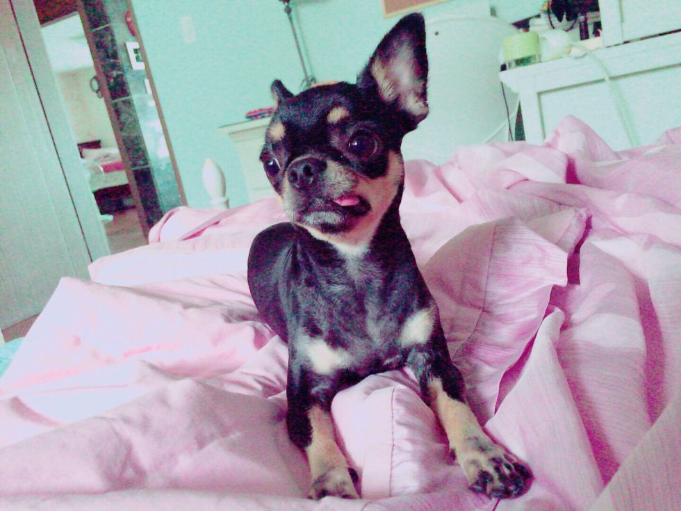 유기견보호센터 강아지보호소 고양이보호소 - 펫찾기