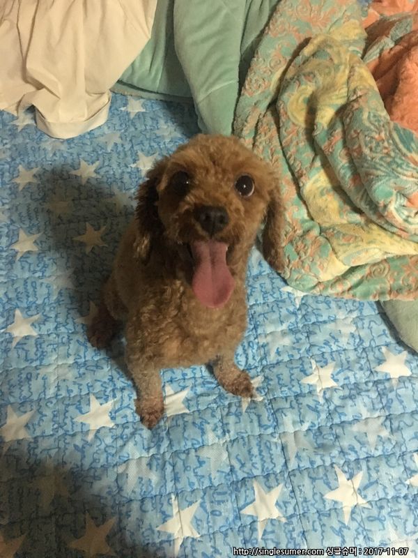 김포시 고촌읍 향산리 5살 여아 푸들