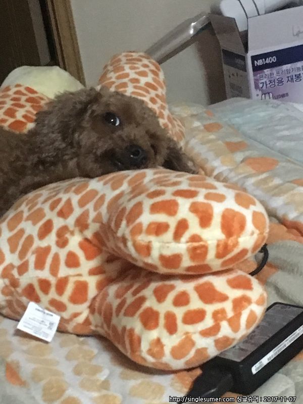 김포시 고촌읍 향산리 5살 여아 푸들 2번째 사진