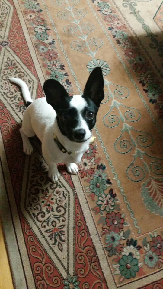 유기견보호센터 강아지보호소 고양이보호소 - 펫찾기 24번째 사진