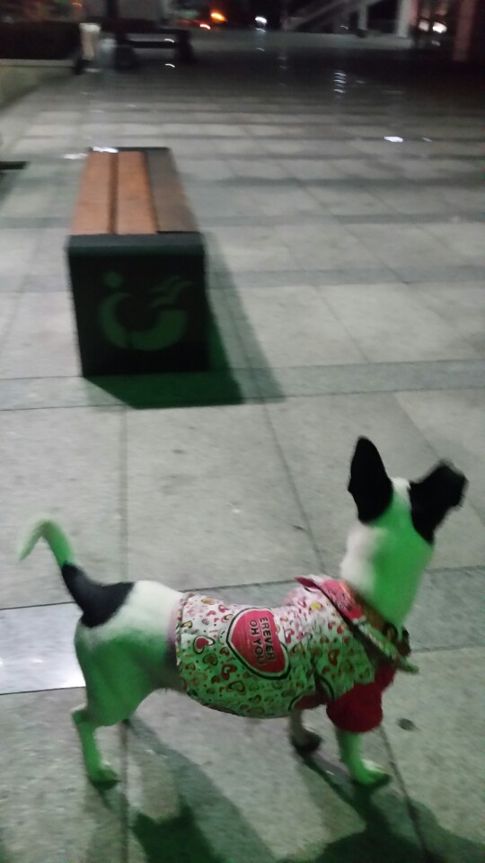 유기견보호센터 강아지보호소 고양이보호소 - 펫찾기 22번째 사진